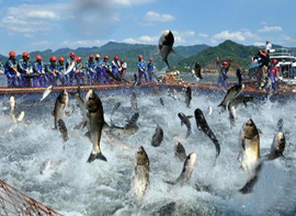圧巻！巨大網漁に観光客も大喜びー杭州