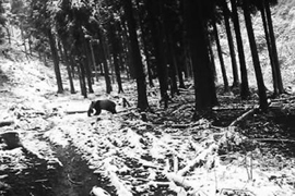 野生のジャイアントパンダが村の民家に入り込んで子羊を「盗み食い」－四川