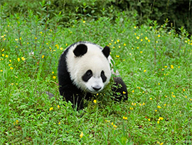 日本政府、中国にジャイアントパンダ貸与を要請