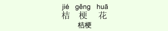 桔梗 桔梗