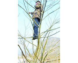 市民が木に登って携帯電話をかける村