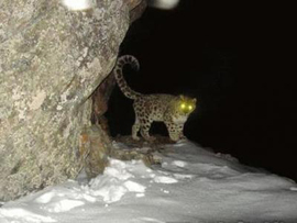 成都ウォーロン保護区に野生の雪豹の群れが生息