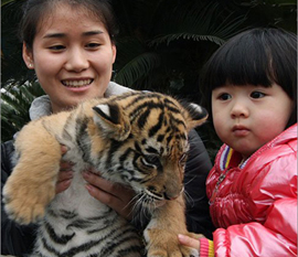 寅年は可愛い子トラと触れあおう！―重慶