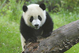 日本からの帰国パンダの「コウヒン」、中国６頭のスターパンダに選出