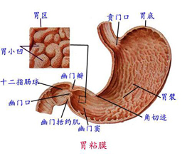 中国では毎年４０万人が胃がんに罹患