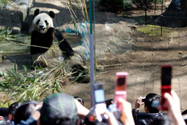 中国から日本へ渡ったパンダ、地震後初お目見え