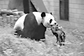 武漢動物園で突発事件。パンダが孔雀を噛み殺す