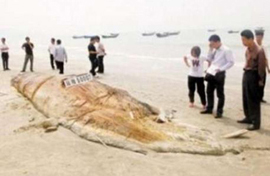 広東で「海の怪物」の死体が発見