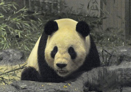 地震被災地が中国にパンダの借り入れを考慮