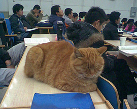 「哲学の授業」大好き！北京大学の「聴講猫」