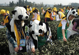 子供たちが最も高いお茶「パンダ茶」を採集
