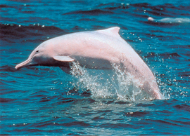 数十匹の中華白イルカ、珠江口に出現