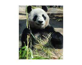台湾Yahooで今年度話題の“人物”第二位に、パンダの赤ちゃんが選ばれる