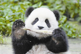 中国に野生のジャイアントパンダは１８６４頭