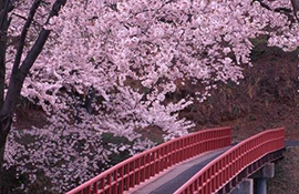 桜のシーズン、日本へ行く中国人観光客が急増