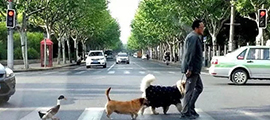 飼い主、犬、カモが並んで道路を横断―上海市