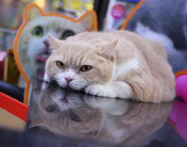 香港のスター猫「クリーム兄貴」、日本のNeko Mart店長に
