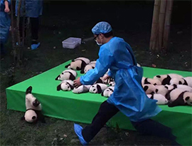 ２３頭の赤ちゃんパンダがお目見えー成都