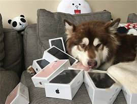 中国一の金持ちの二代目、愛犬に８台のiPhone7を購入