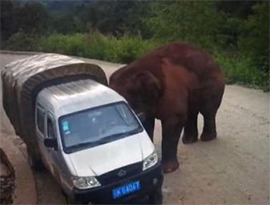 シーサパンナで野生の象が自動車を襲撃