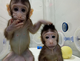 初の体細胞クローン猿が中国で誕生