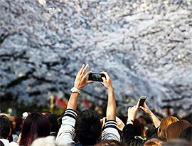 日本の桜の木の下が中国人観光客でいっぱいに？