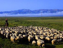 コロナウイルスに立ち向かう中国に、モンゴルが羊３万頭を贈る