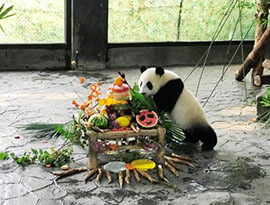 上海野生動物園、生後１０か月の赤ちゃんパンダの名前募集