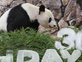 ”スーパーパパ”永明など、３頭のパンダが中国へ帰国