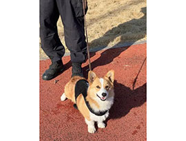 可愛すぎる！中国初のコーギー警察犬「福仔」が人気