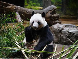 上野動物園のジャイアントパンダ、1月27日中国に返還へ