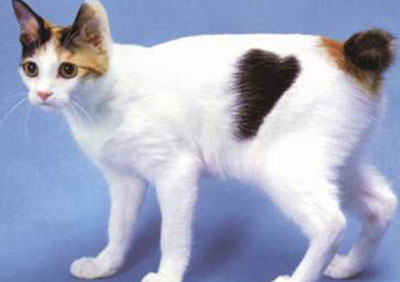 日本短毛猫