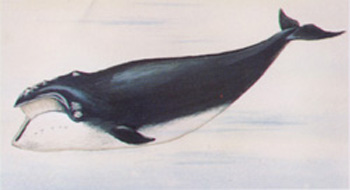 黑露脊鲸