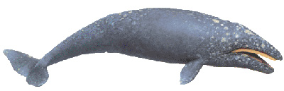 灰鲸
