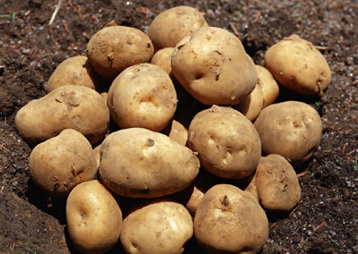 马铃薯，土豆