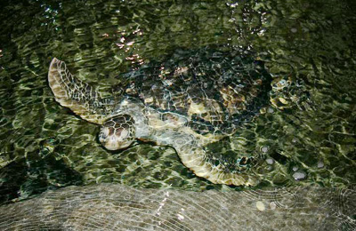 绿海龟