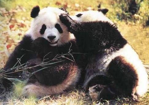 パンダ | 中国語辞書:日中中日辞典 - BitEx中国語 熊猫 パンダ 名詞