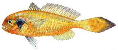 梅童魚