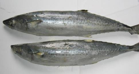青箭魚