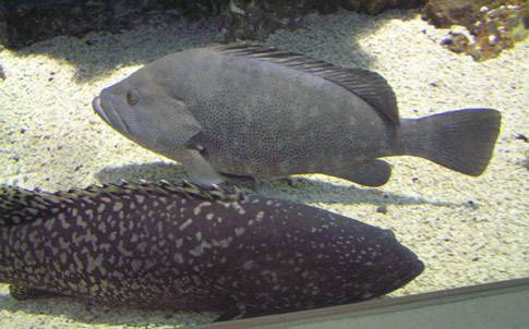 石班魚