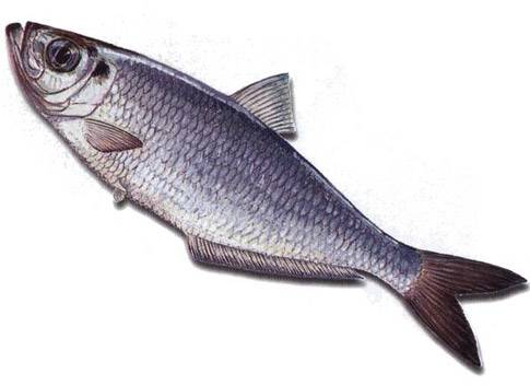 白鱗魚