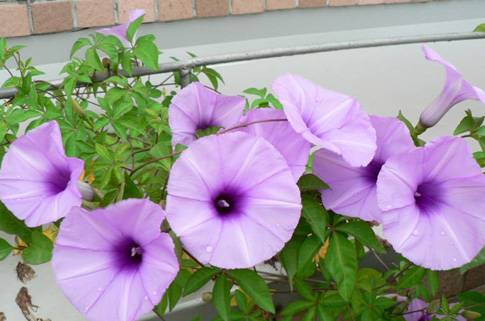 牽牛花