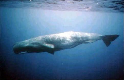 巨头鲸