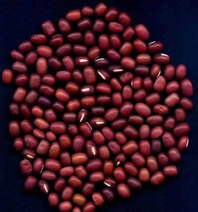 红小豆