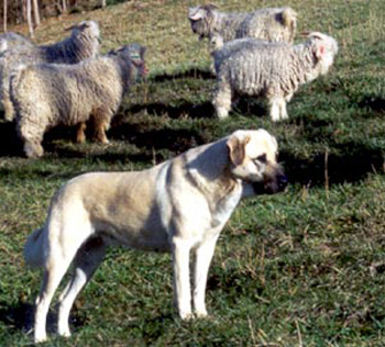 安纳托利亚牧羊犬