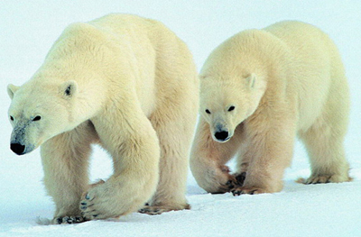 北极熊，白熊