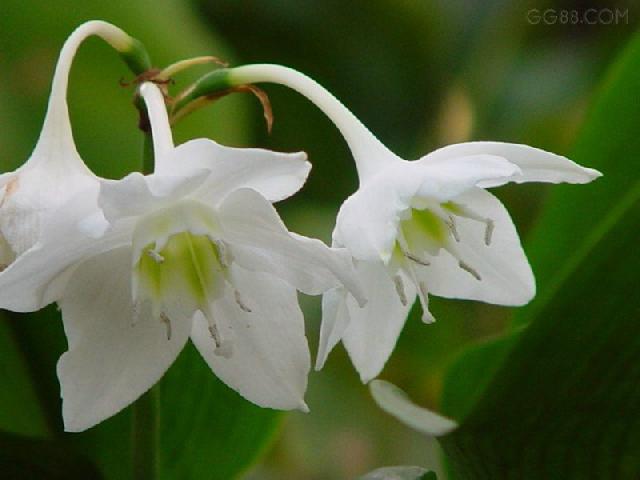 百合