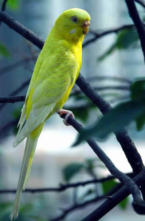 黄鸟