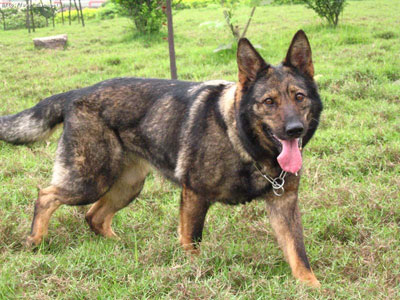 巴西人护卫犬